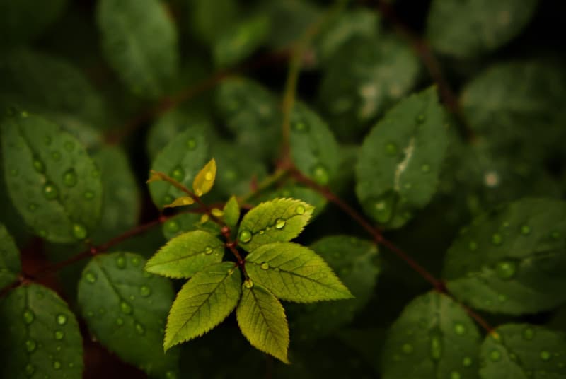 Qompana